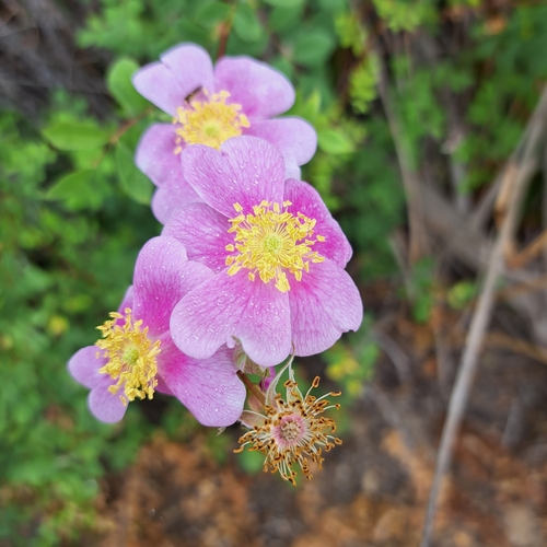 iNaturalist observation photo of California Wild Rose