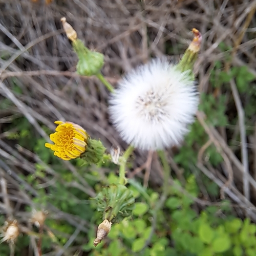 iNaturalist observation photo of prickly sowthistle