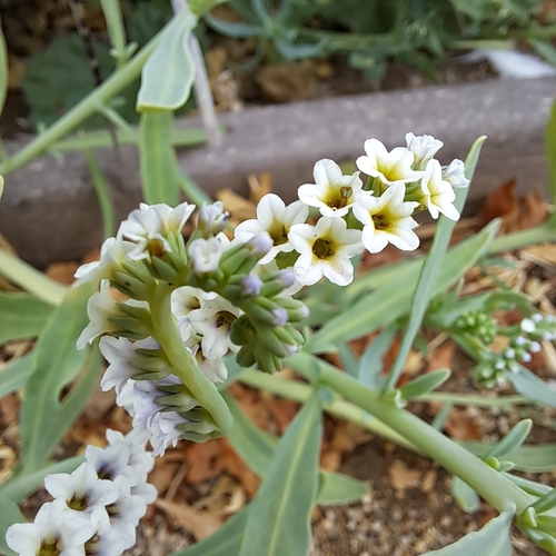 iNaturalist observation photo of alkali heliotrope