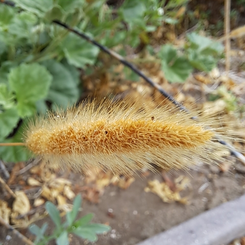 iNaturalist observation photo of Polypogon