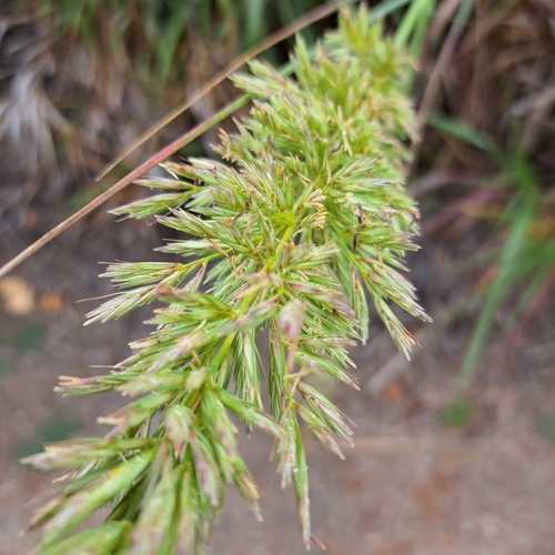 iNaturalist observation photo of giant wild rye