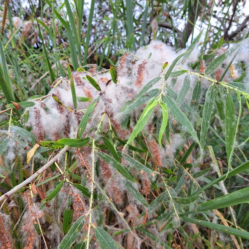 iNaturalist observation photo of Goodding's willow
