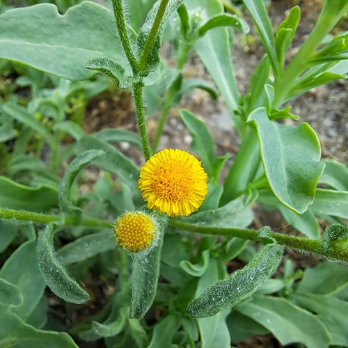 iNaturalist observation photo of Spanish False Fleabane