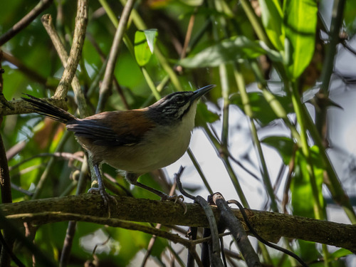 Moustached Wren