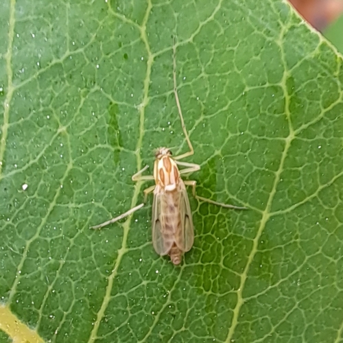 iNaturalist observation photo of Chironomus