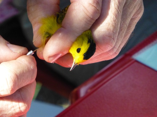 iNaturalist observation photo of Wilson's Warbler