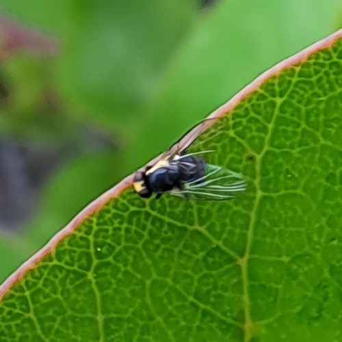 iNaturalist observation photo of Flies