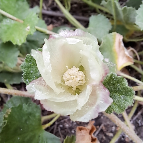 iNaturalist observation photo of alkali mallow