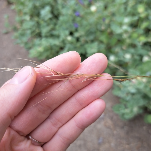 iNaturalist observation photo of grasses