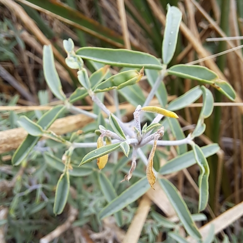 iNaturalist observation photo of Bladderpod
