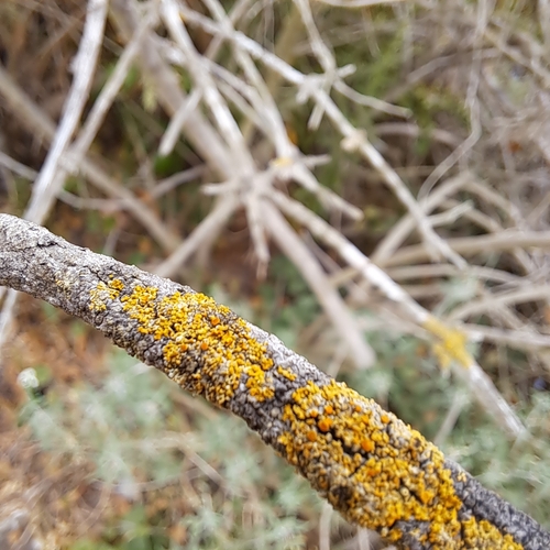 iNaturalist observation photo of Candleflame Lichens