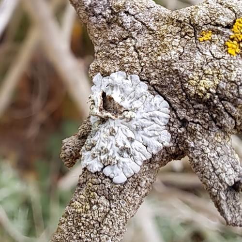 iNaturalist observation photo of White Pleated Lichen