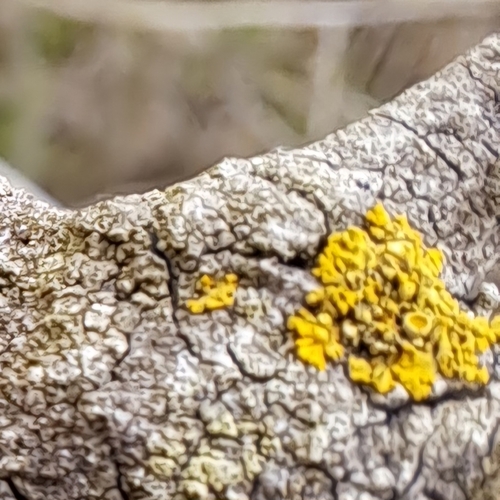 iNaturalist observation photo of Pin-cushion Sunburst Lichen