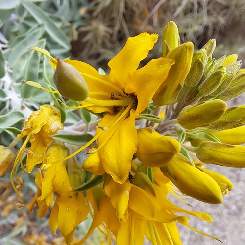 iNaturalist observation photo of Bladderpod
