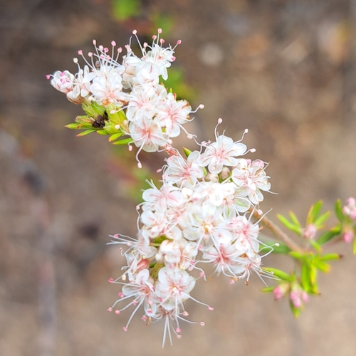 iNaturalist observation photo of California Buckwheat