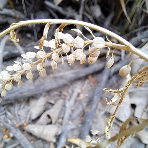 iNaturalist observation photo of Pepperweeds