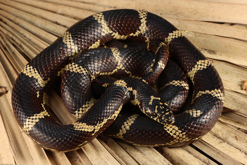 Eastern Kingsnake