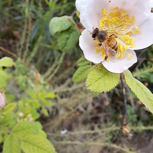 iNaturalist observation photo of Western Honey Bee