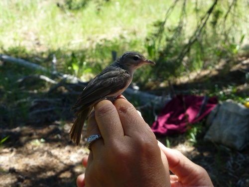 iNaturalist observation photo of Western Warbling Vireo
