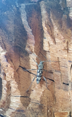 Isotomus theresae