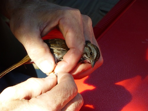 iNaturalist observation photo of Song Sparrow