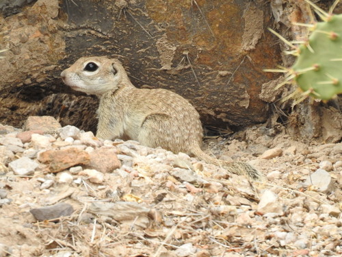 Spotted Ground Squirrel