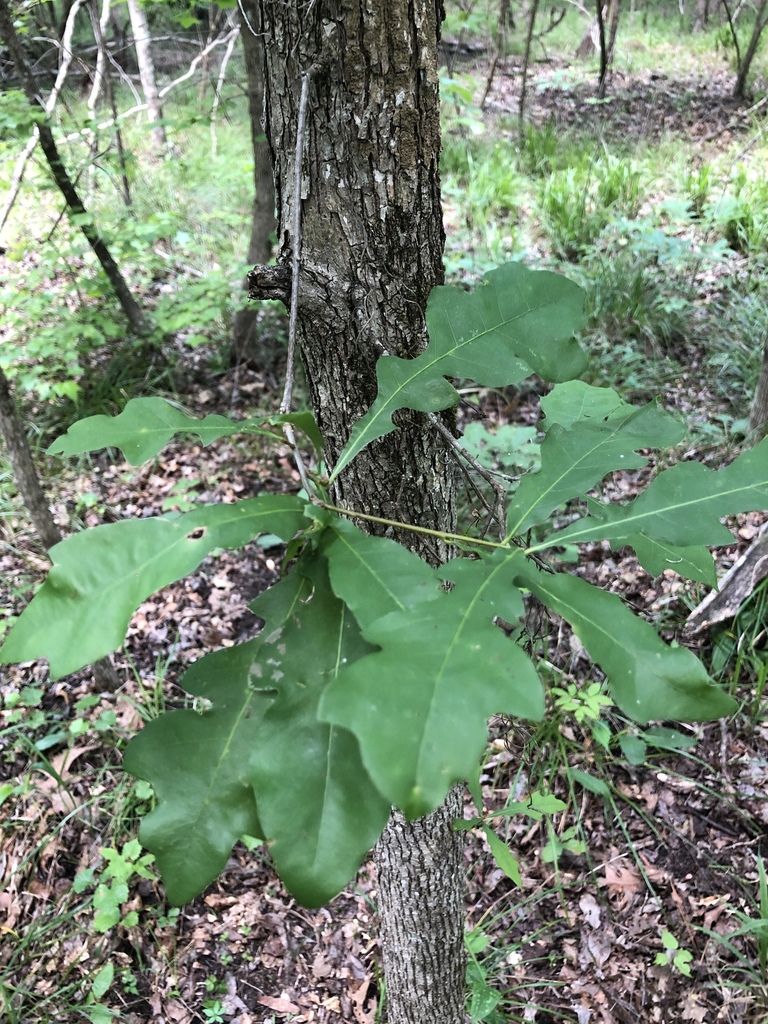 bastard oak from 36875, Seale, AL, US on May 18, 2019 at 1229 PM by