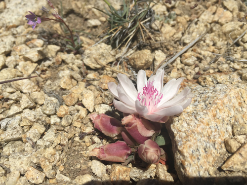 Lewisia rediviva var. minor