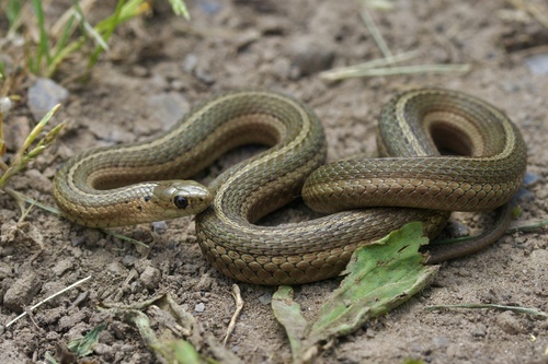Short-headed Garter Snake