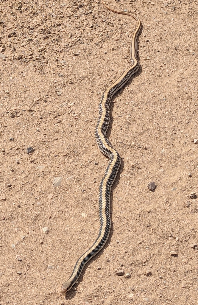 Western Patch-nosed Snake from Winkelman, AZ 85192, USA on June 8, 2024 ...