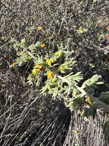 ruby saltbush