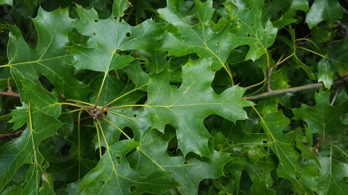 mapleleaf oak