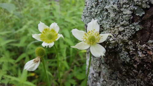 Anemone virginiana var. virginiana