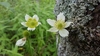 Tall Thimbleweed - Photo (c) Eric Hunt, all rights reserved, uploaded by Eric Hunt