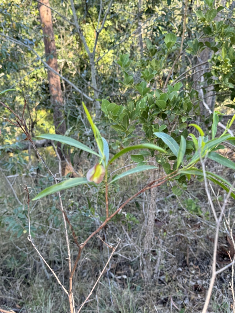 Common Hop Bush From O Connell Qld Au On June At Am By Natasha Duke Inaturalist