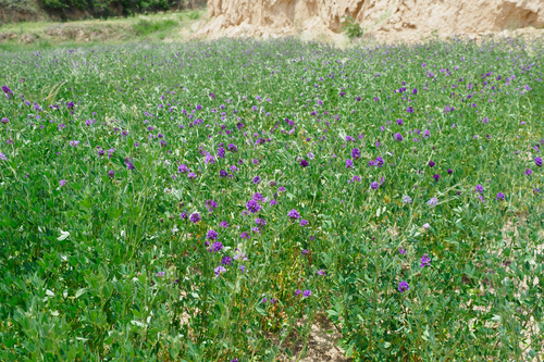 Alfalfa