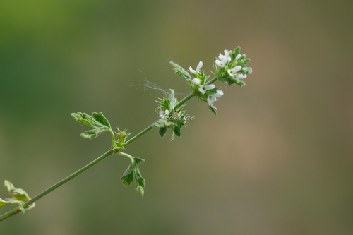 Lagopsis supina