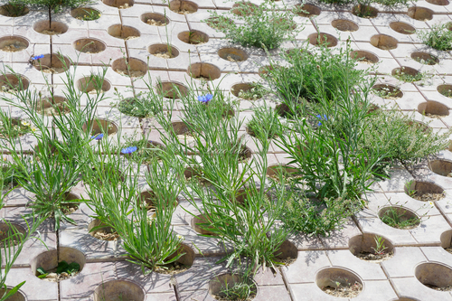 Cornflower