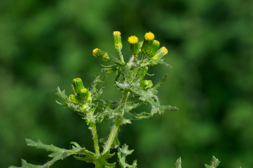 common groundsel