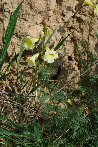 Incarvillea sinensis przewalskii