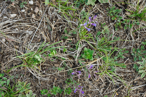 Polygala sibirica
