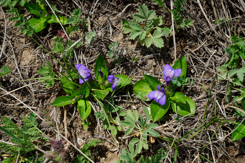 Lancea tibetica