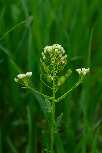 field penny-cress