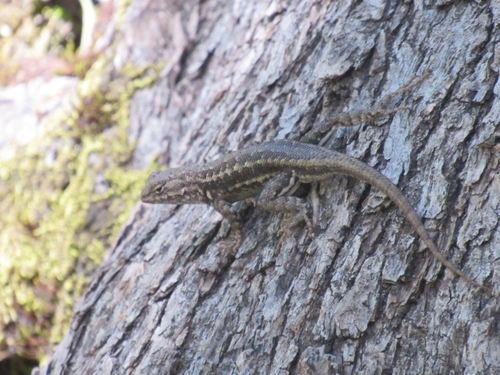 iNaturalist observation photo of Common Sagebrush Lizard