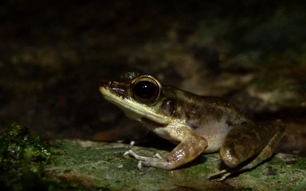 Northern Torrent Frog (Meristogenys orphnocnemis)