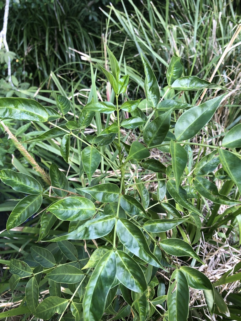 Arsenic Bush from Pappinbarra Rd, Pappinbarra, NSW, AU on June 9, 2024 ...