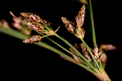 woolly fimbry (Fimbristylis tomentosa)