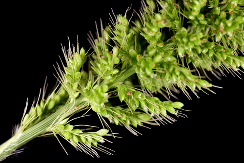 hooked bristlegrass (Setaria verticillata)