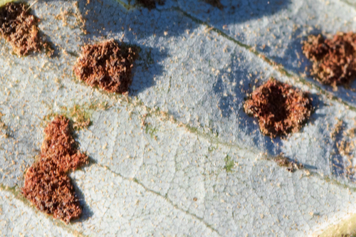 Live Oak Erineum Mite
