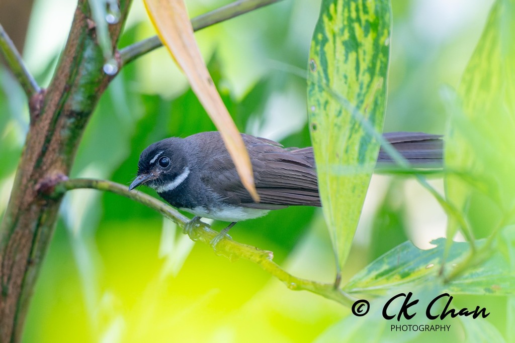 Malaysian Pied-Fantail from Bukit Ekspo UPM, Serdang, Selangor ...